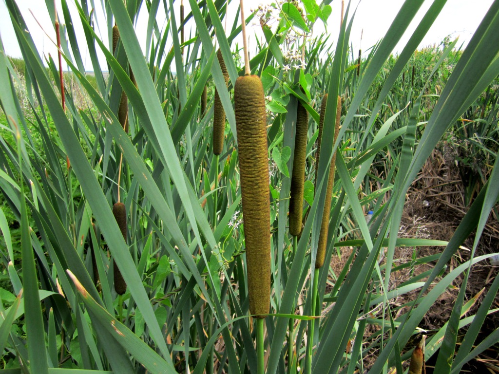 Image of Typha latifolia specimen.