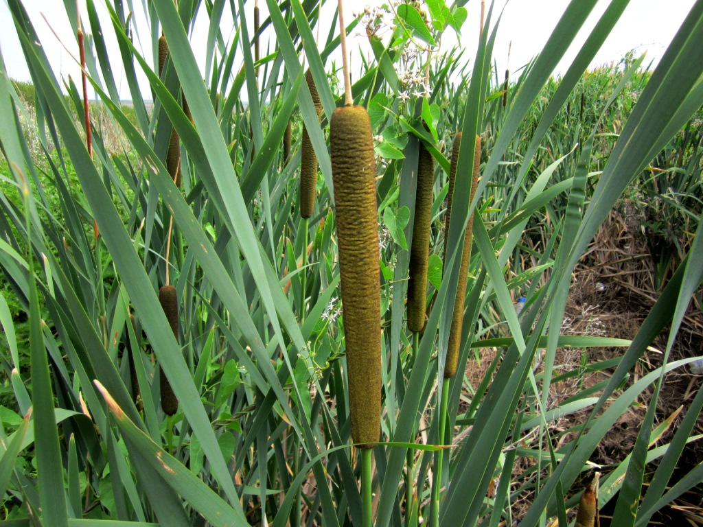 Изображение особи Typha latifolia.