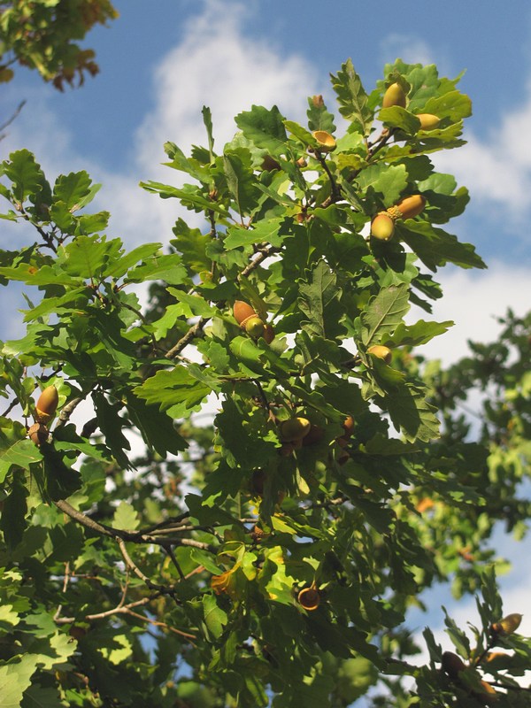 Изображение особи Quercus petraea.