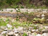 Scrophularia nodosa