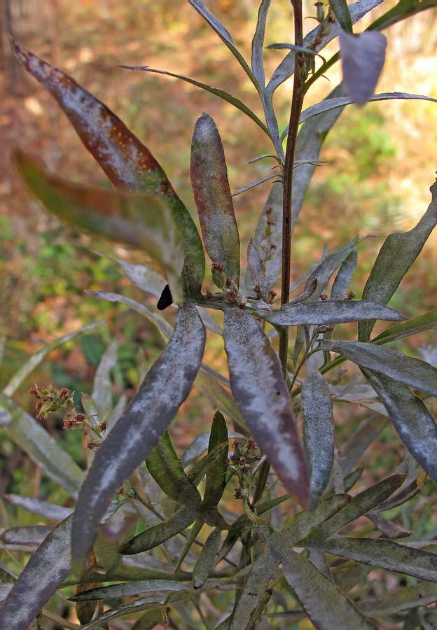 Изображение особи Artemisia rubripes.