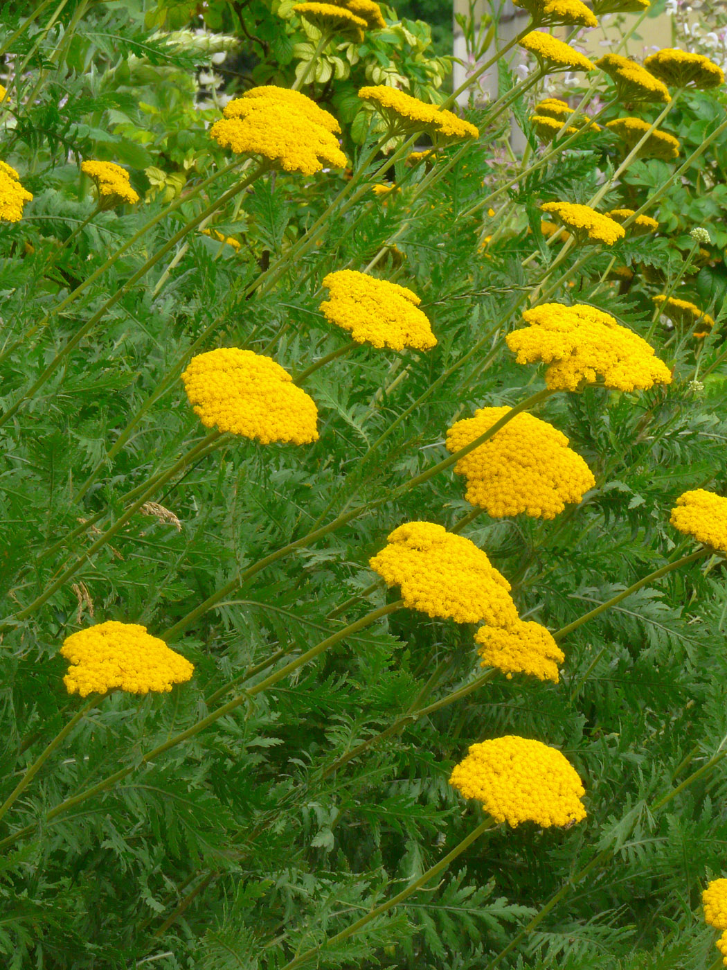 Image of Achillea filipendulina specimen.