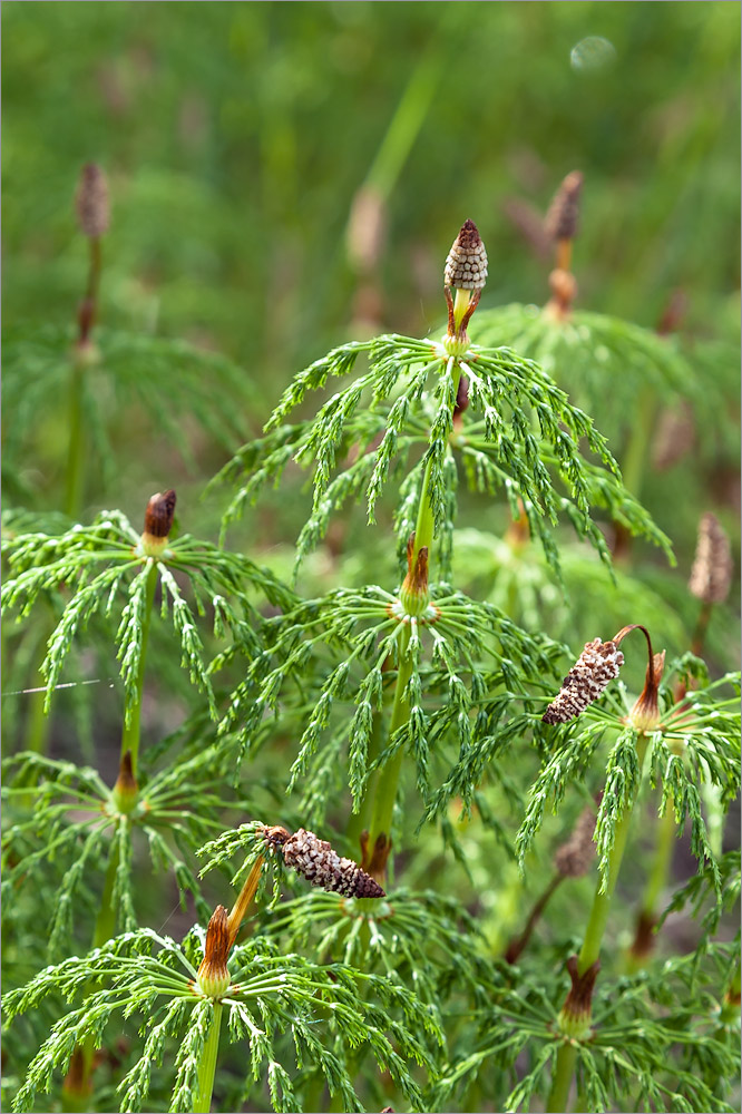 Изображение особи Equisetum sylvaticum.