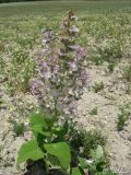 Salvia sclarea