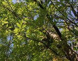 Fraxinus variety coriacea
