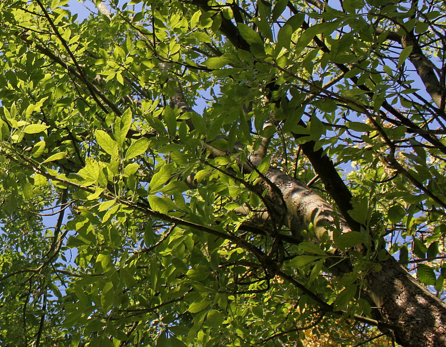 Изображение особи Fraxinus velutina var. coriacea.