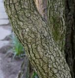 Hedera helix. Средняя часть ствола. Германия, г. Duisburg, Ботанический сад. 20.09.2013.