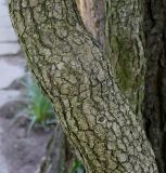 Hedera helix
