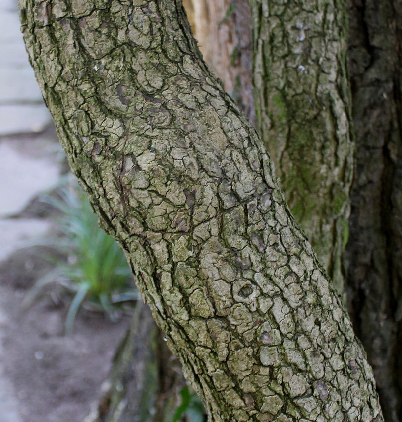 Image of Hedera helix specimen.