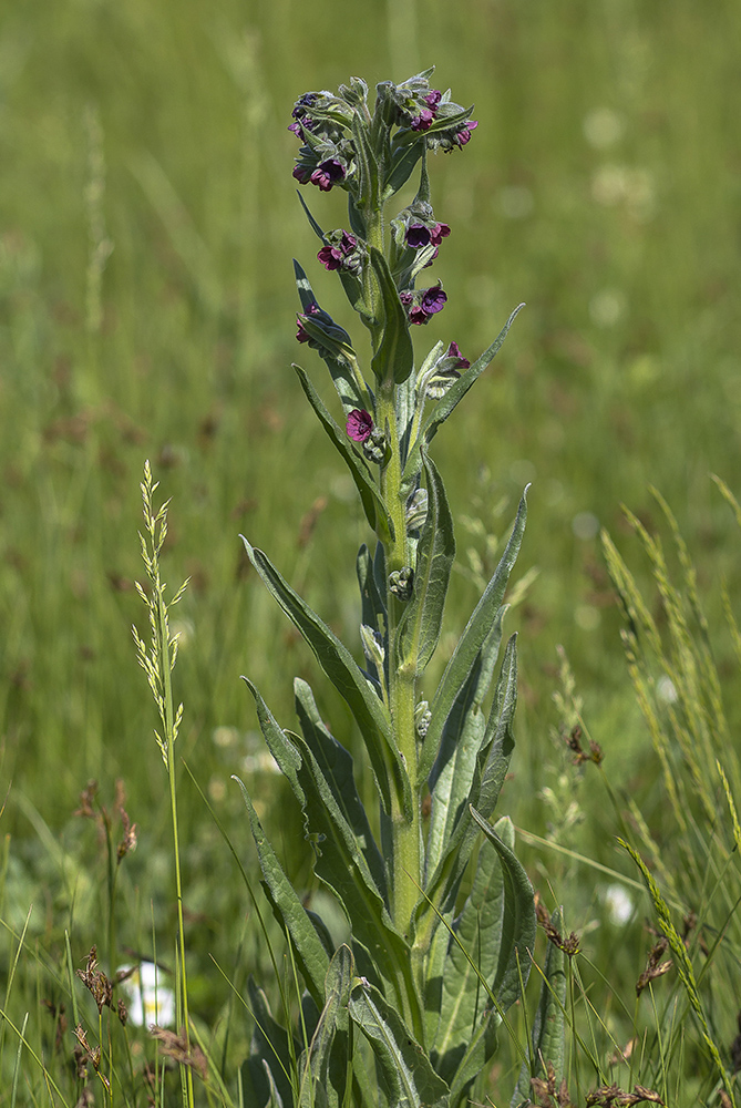 Image of Cynoglossum officinale specimen.