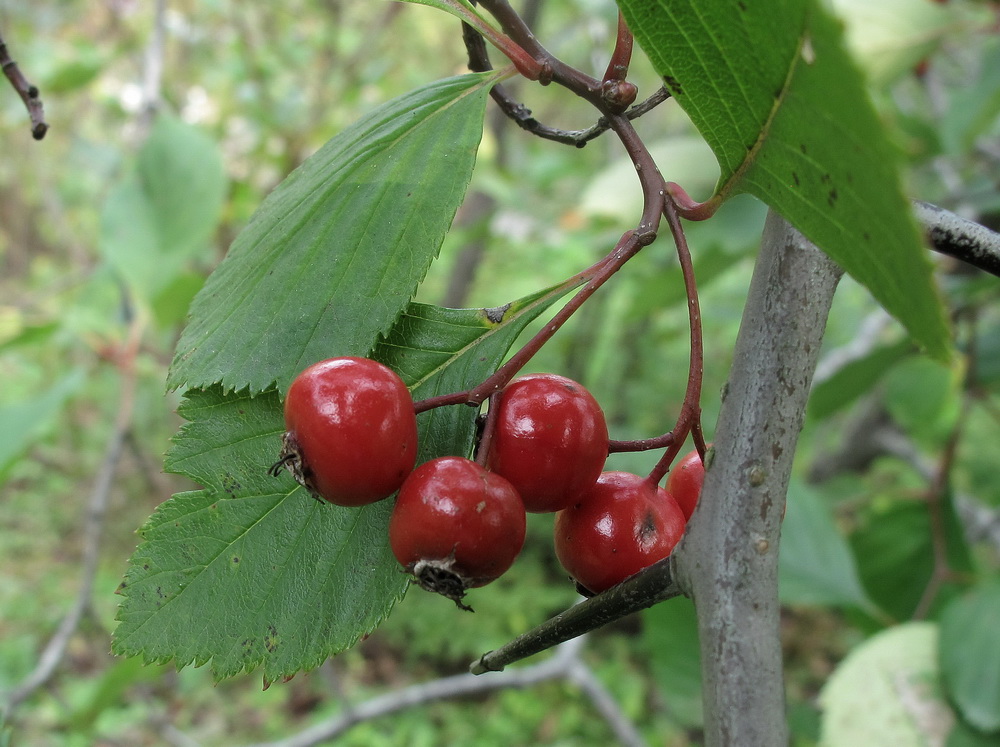 Image of Crataegus macracantha specimen.