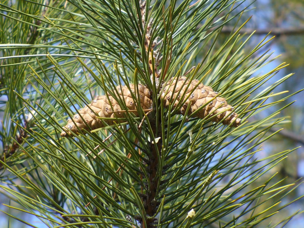 Изображение особи Pinus pallasiana.