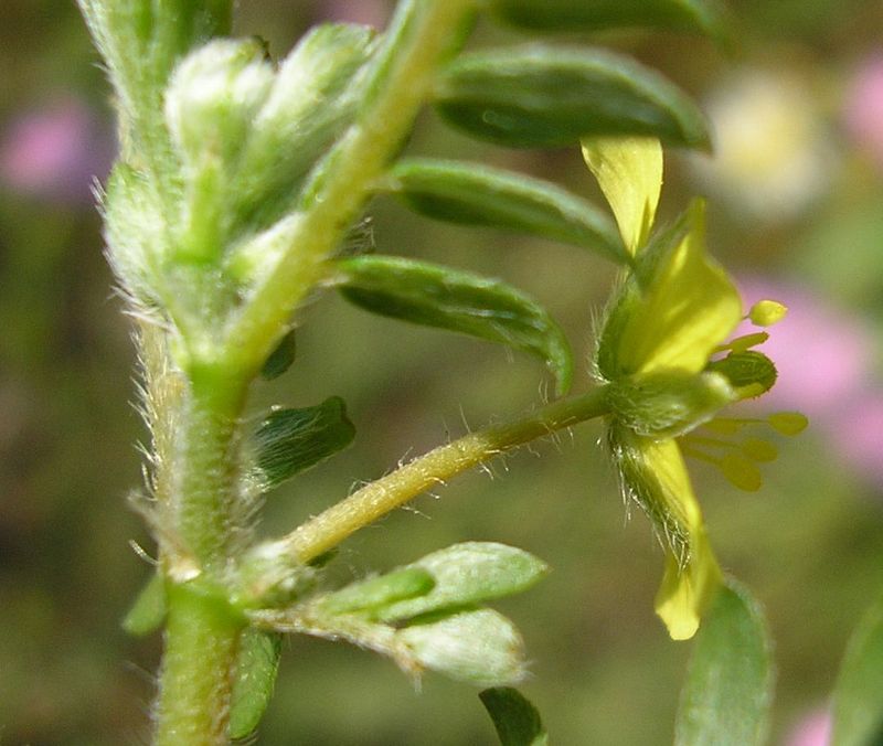 Изображение особи Tribulus terrestris.