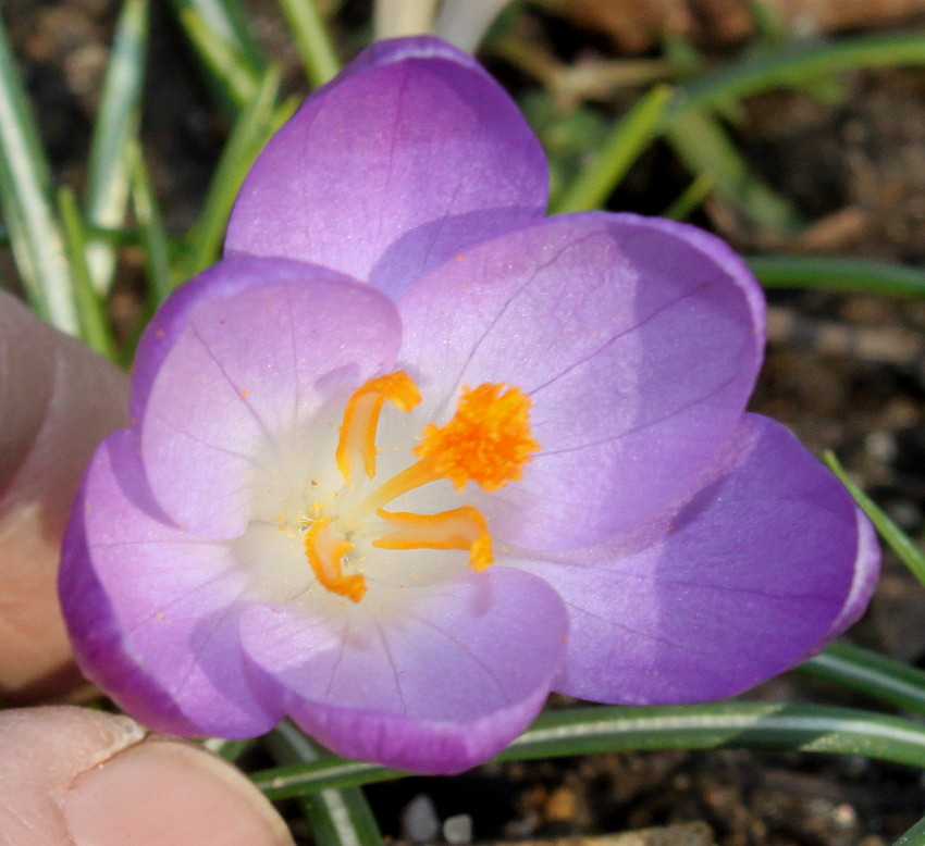 Изображение особи Crocus tommasinianus.