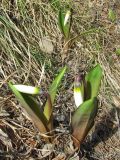 Erythronium krylovii