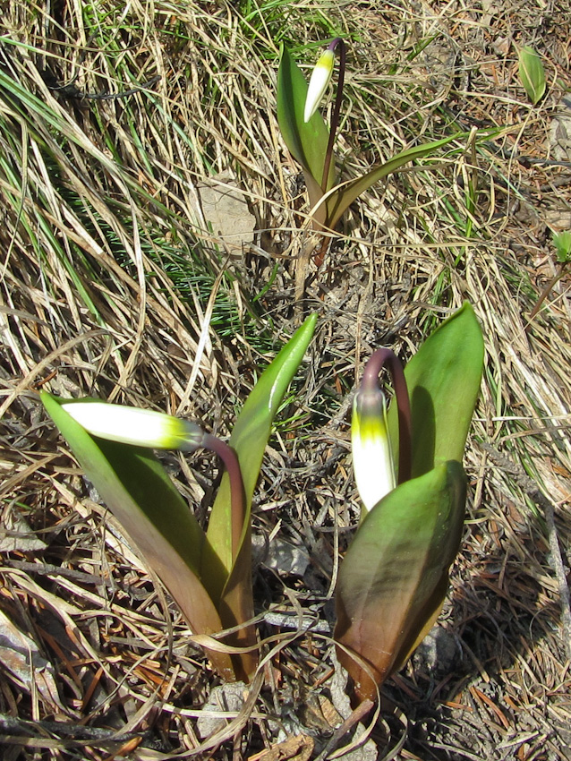 Изображение особи Erythronium krylovii.