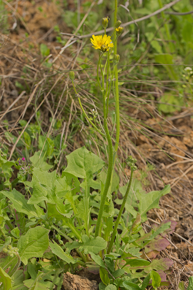 Image of Lagoseris sancta specimen.