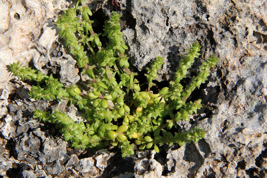 Image of Valantia muralis specimen.