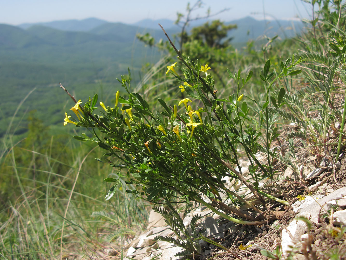 Image of Jasminum fruticans specimen.