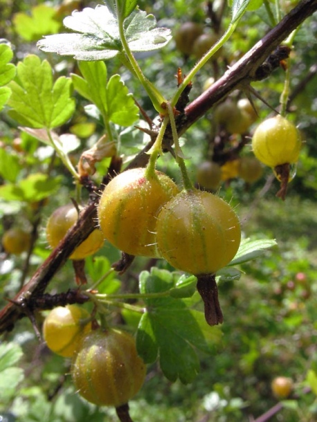 Image of Grossularia reclinata specimen.