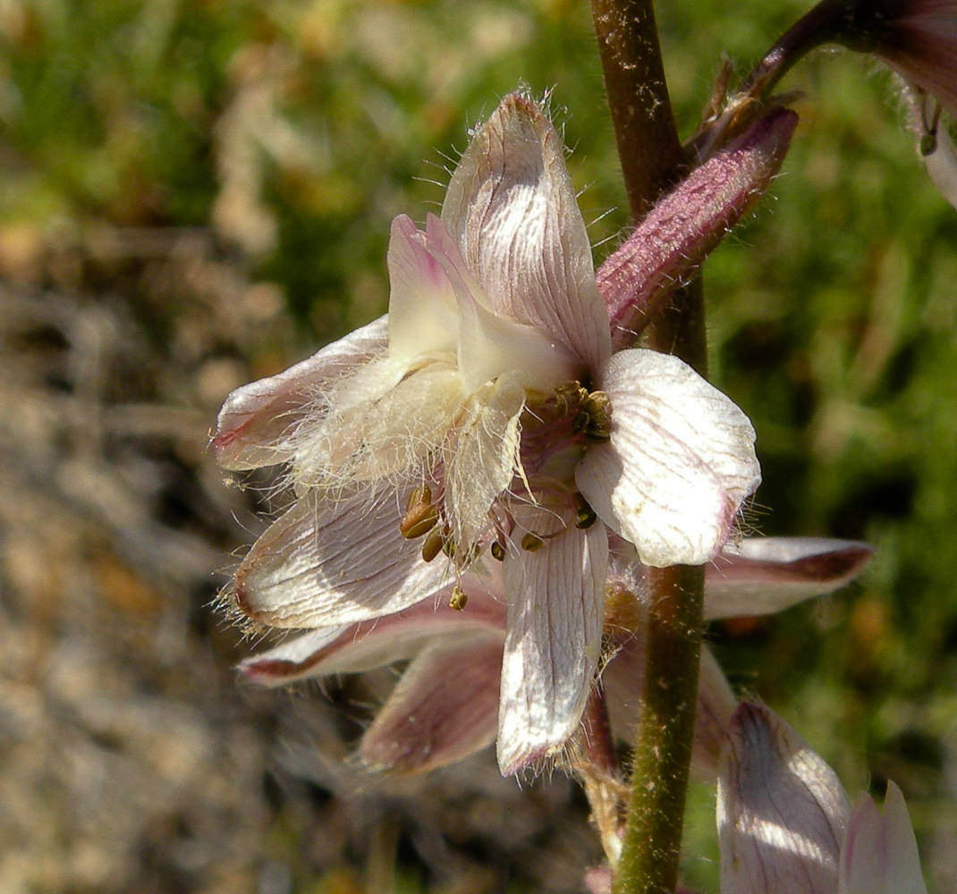Image of Delphinium ithaburense specimen.
