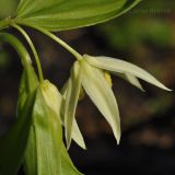 Disporum smilacinum