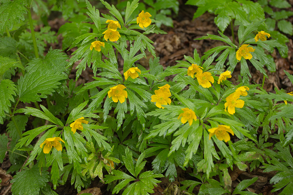 Image of Anemone ranunculoides specimen.