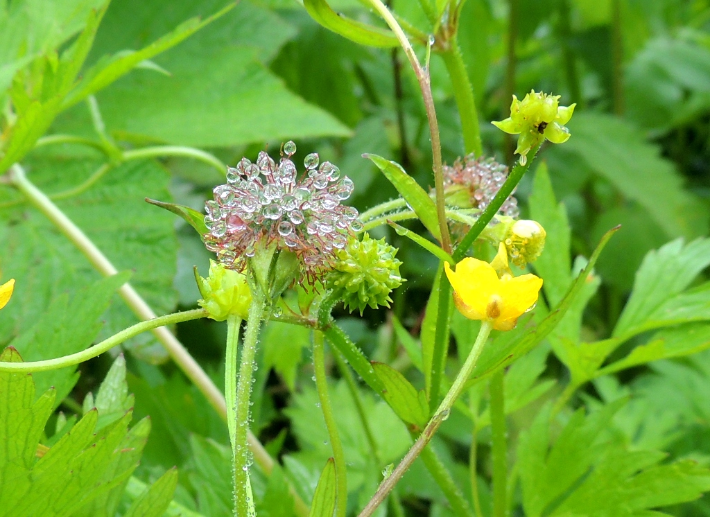 Image of Ranunculus acris specimen.