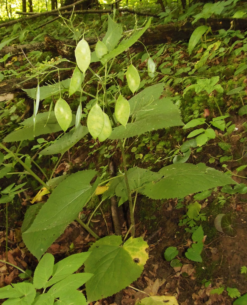 Image of Lunaria rediviva specimen.