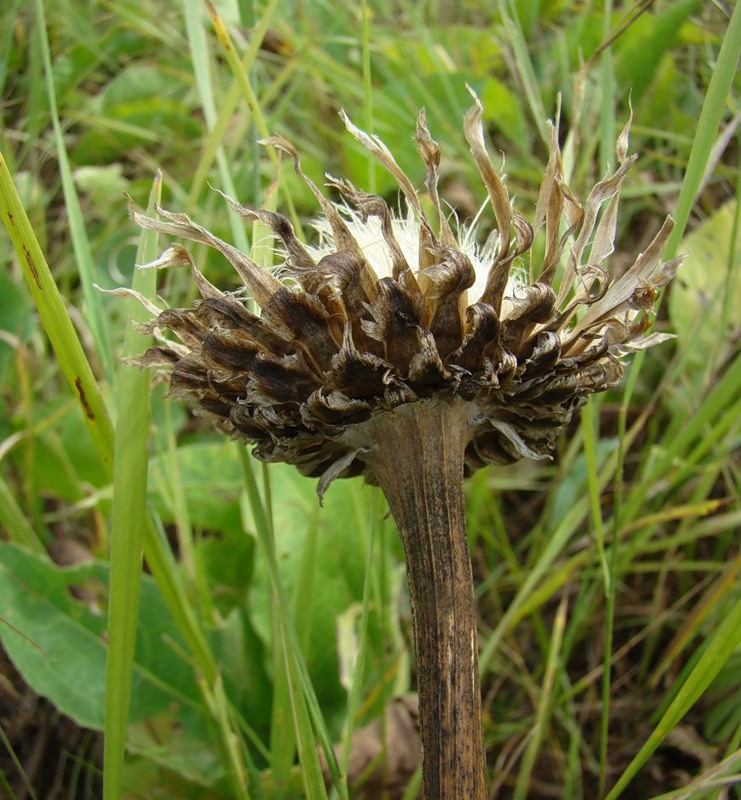 Изображение особи Stemmacantha serratuloides.