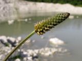 Plantago lanceolata. Верхушка побега с соцветием. Краснодарский край, Абинский р-н, окр. ст. Шапсугская, известняковый карьер. 05.06.2014.