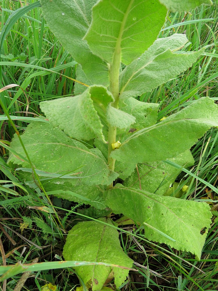 Image of Verbascum phlomoides specimen.