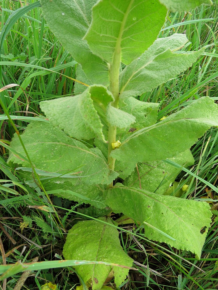 Изображение особи Verbascum phlomoides.