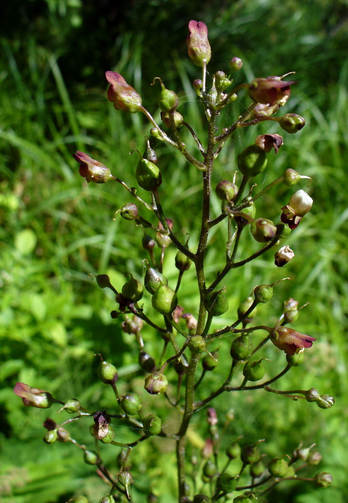 Изображение особи Scrophularia nodosa.