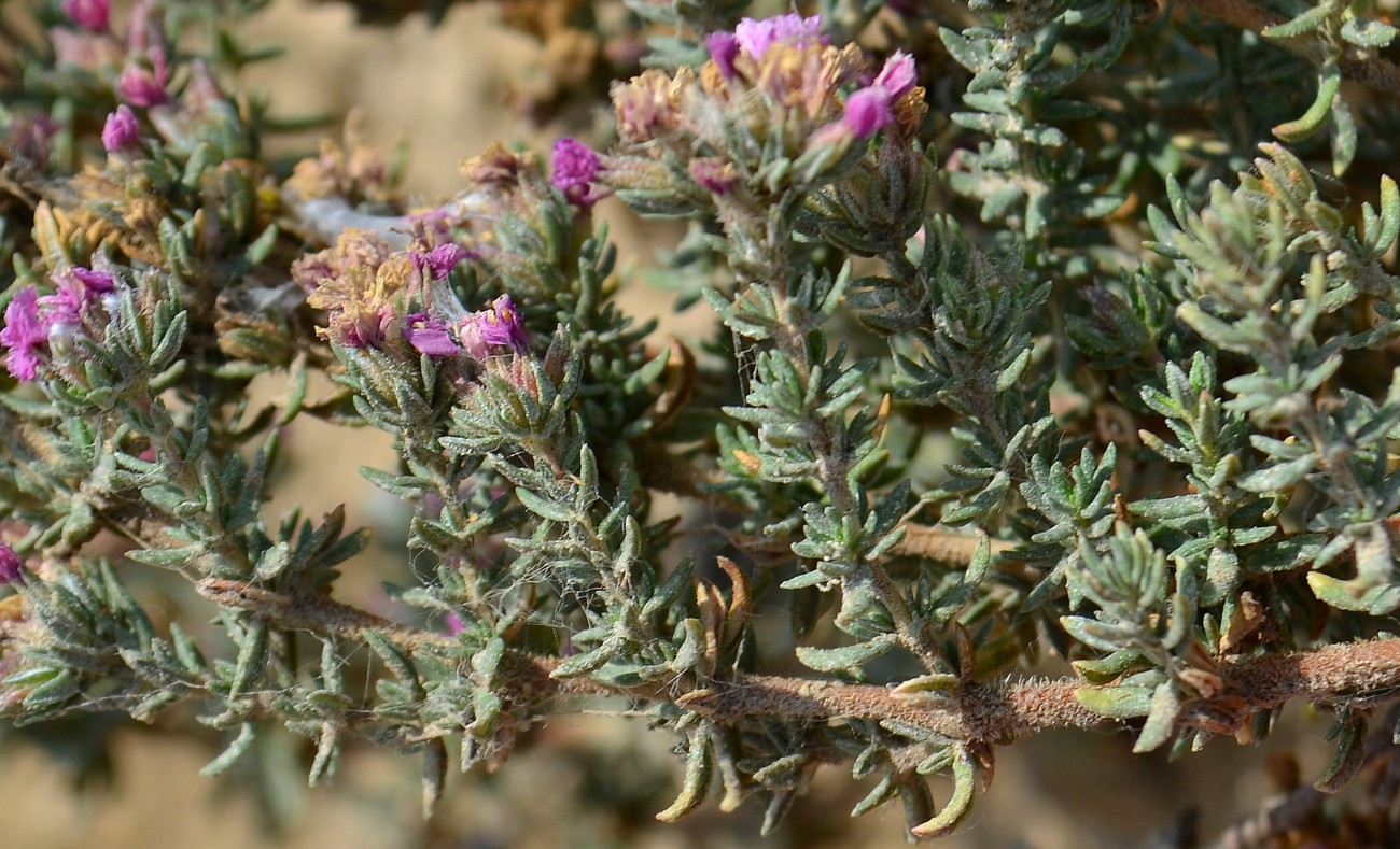 Image of Frankenia hirsuta specimen.