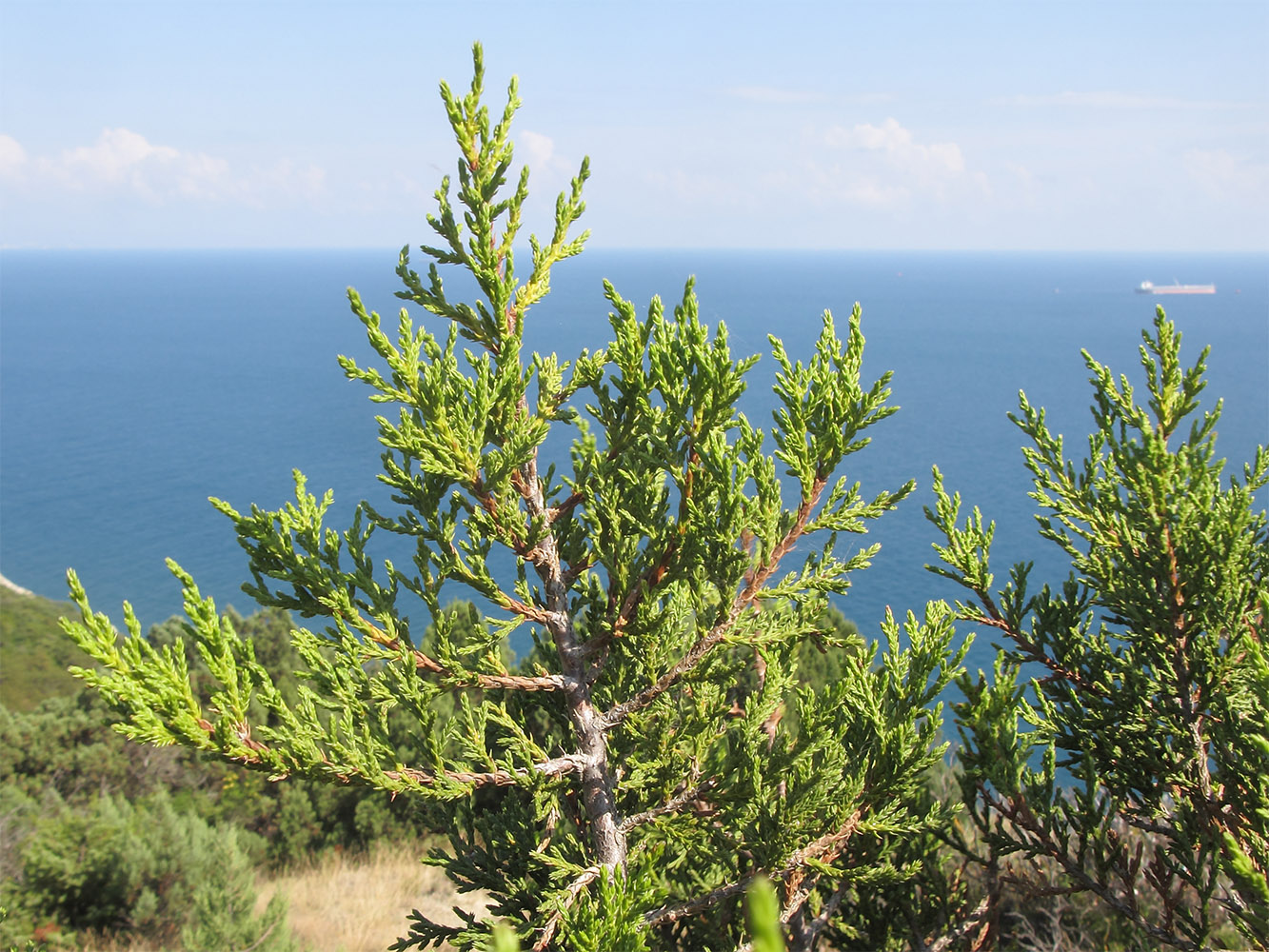Image of Juniperus foetidissima specimen.
