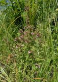 Pedicularis karoi. Цветущее и плодоносящее растение. Иркутская обл., Иркутский р-н, окр. пос. Позднякова, берег р. Куда. 29.07.2014.