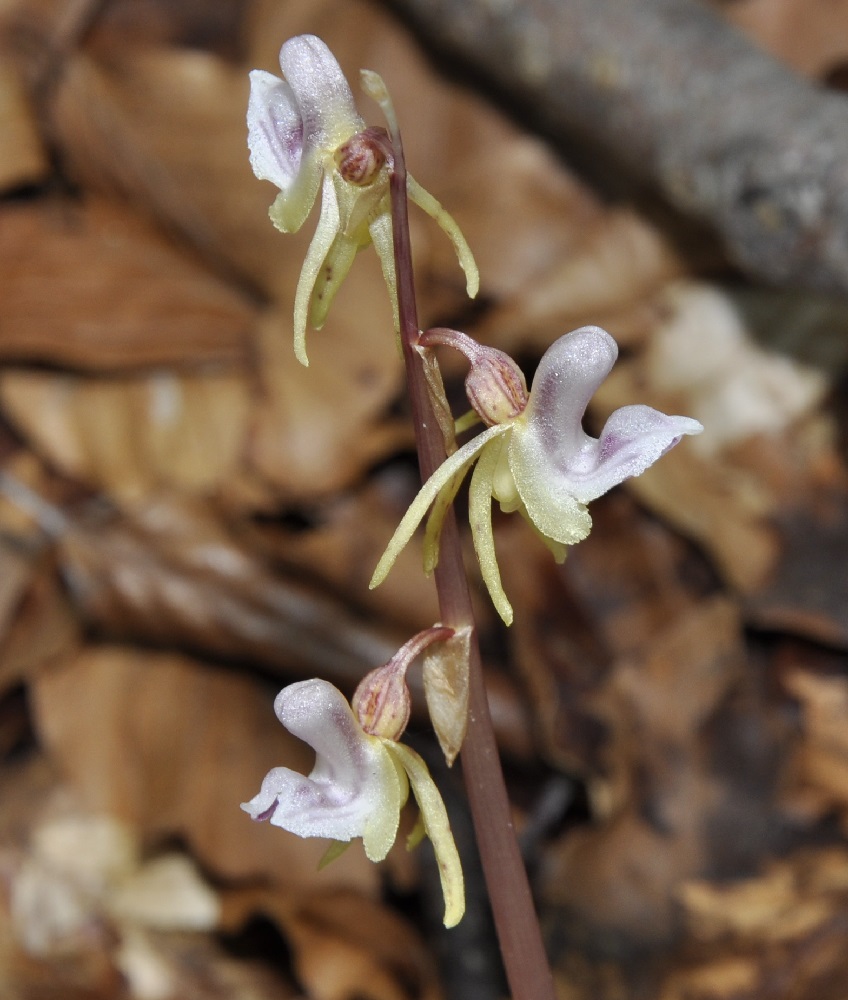 Image of Epipogium aphyllum specimen.