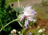 Centaurea stoebe. Верхушка растения с соцветиями. Латвия, Рига, Ботанический сад Латвийского университета, экспозиция биологических и морфологических групп растений. 01.08.2014.