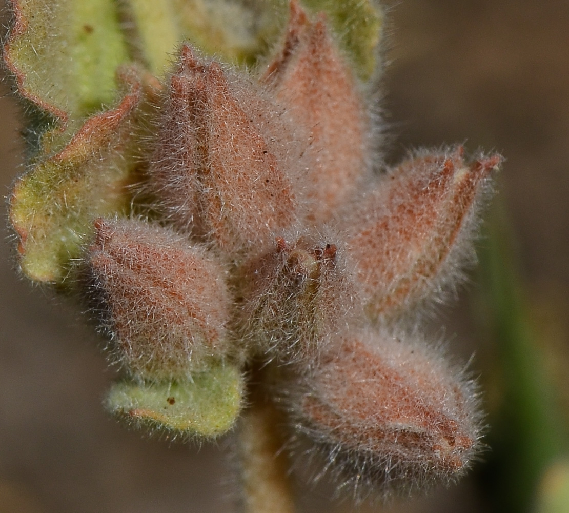 Image of Glinus lotoides specimen.