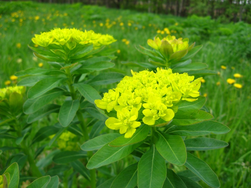 Изображение особи Euphorbia pilosa.