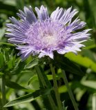 Stokesia laevis