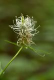 Phyteuma spicatum