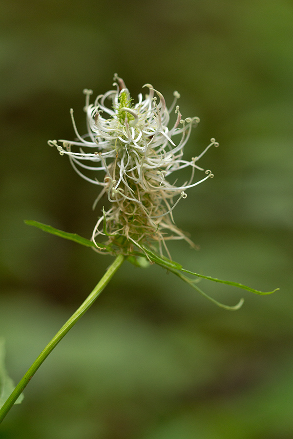 Изображение особи Phyteuma spicatum.