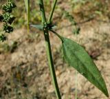 Atriplex patula