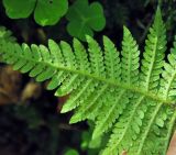 Phegopteris connectilis