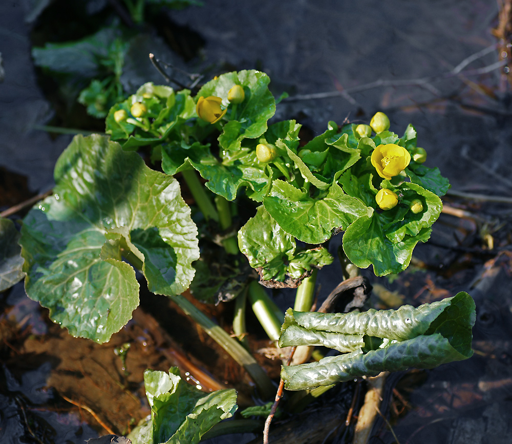 Image of Caltha palustris specimen.