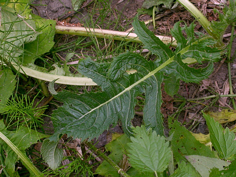 Изображение особи Cirsium oleraceum.
