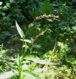 Persicaria hydropiper