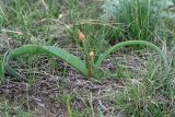 Allium tulipifolium